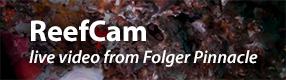 Live video from Folger Pinnacle reef.